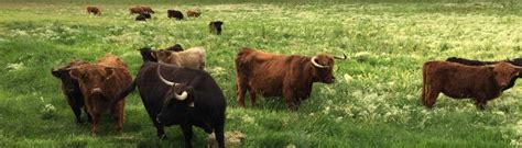 bred montana|Flathead Farms – Grassfed Registered Highland Beef.